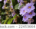Flowers 22453664