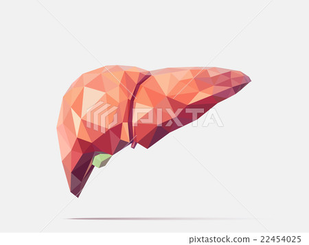 Liver poly faceted Liver poly faceted 22454025