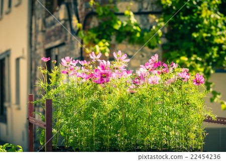 Blooming cosmos flowers Blooming cosmos flowers 22454236