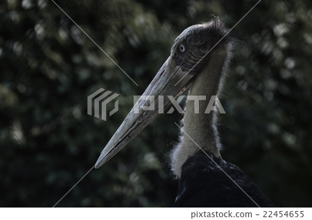 Portrait of lesser adjutant stork in the forest Portrait of lesser adjutant stork in the forest 22454655