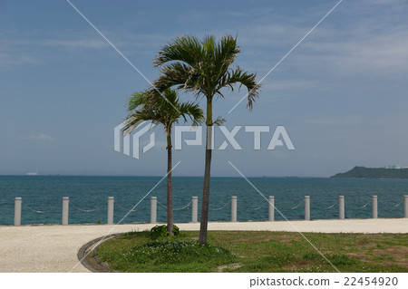 Palm trees and oceans, road park near the underwater road, Umami City, Okinawa 22454920