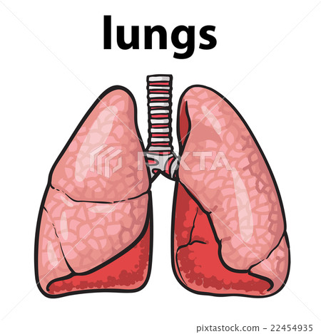 lungs of a healthy person chitsye 22454935
