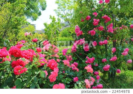 橫濱英國花園的玫瑰 22454978