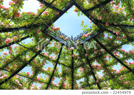 橫濱英國花園的玫瑰 22454979