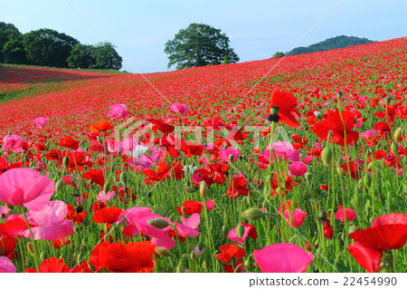 Poppies of Ayano Country Fried Ranch Poppies of Ayano Country Fried Ranch 22454990
