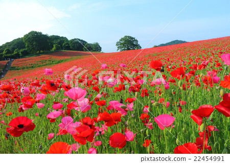 Poppies of Ayano Country Fried Ranch 22454991