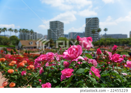 生動的桃紅色玫瑰花和Yatsu玫瑰園的芽 生動的桃紅色玫瑰花和Yatsu玫瑰園的芽 22455229