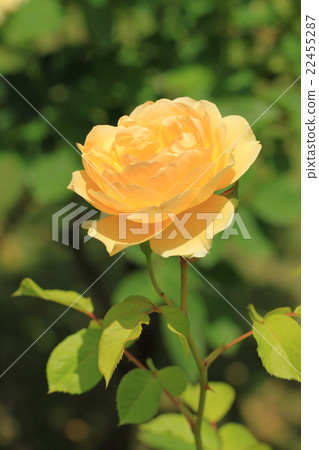 Yellow Rose Flower at Yatsu Rose Garden · Graham Thomas 22455287