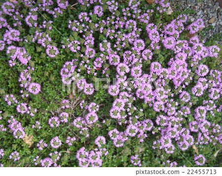 Ibusuka Grass (Ibuki Muskou) 22455713