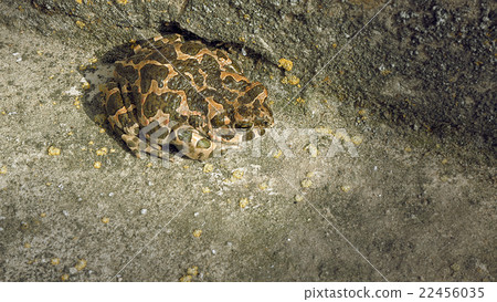 Brown frog or toad Brown frog or toad 22456035