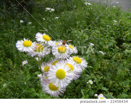 It is a bee at Haldion flower which is very similar to Himejoon 22456434