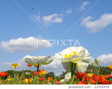 White clouds in white sky and white flowers of poppy White clouds in white sky and white flowers of poppy 22456438