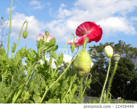 White clouds and red poppy flowers in the blue sky White clouds and red poppy flowers in the blue sky 22456440