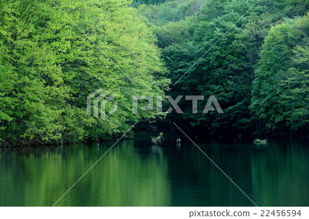 新鮮的綠樹印象回Bandai Kazuzawa沼澤 22456594