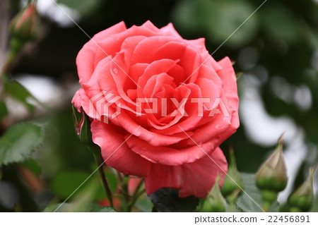 一朵紅玫瑰 一朵紅玫瑰 22456891