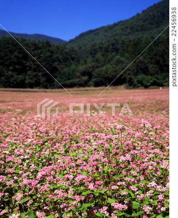 ソバさん Red-soba no Sato - Stock Photo [22456938] - PIXTA
