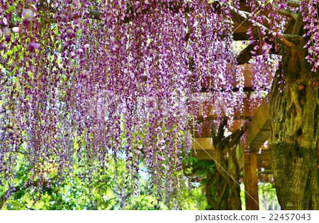 Wisteria trellis Wisteria trellis 22457043