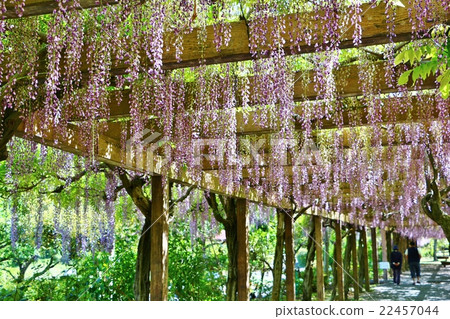Wisteria trellis Wisteria trellis 22457044