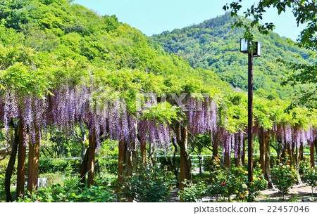Wisteria trellis 22457046