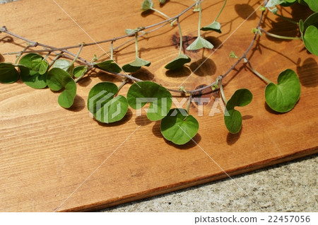 Daikonradra 22457056