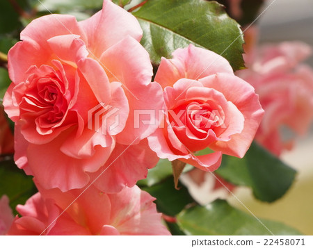 Pink rose scenery 22458071