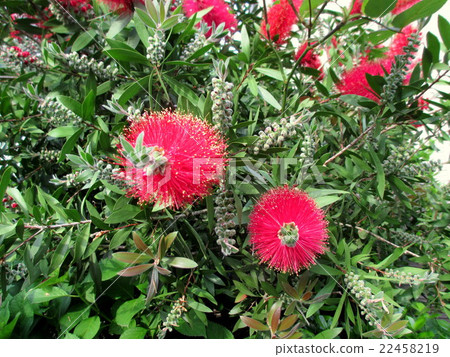Bright red flower brush tree Bright red flower brush tree 22458219