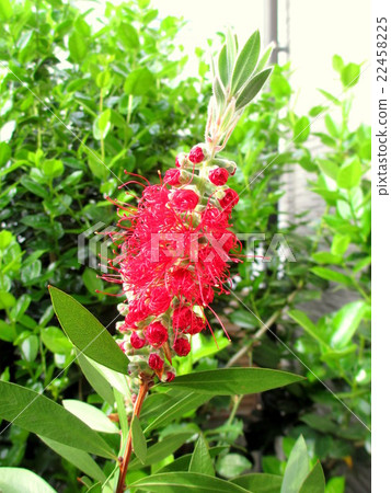 Brush tree starting to bloom Brush tree starting to bloom 22458225