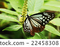 Butterfly 22458308