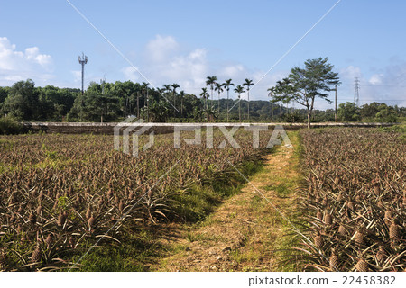 pineapple farm pineapple farm 22458382