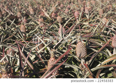 pineapple farm pineapple farm 22458383