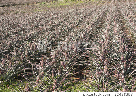 pineapple farm 22458398