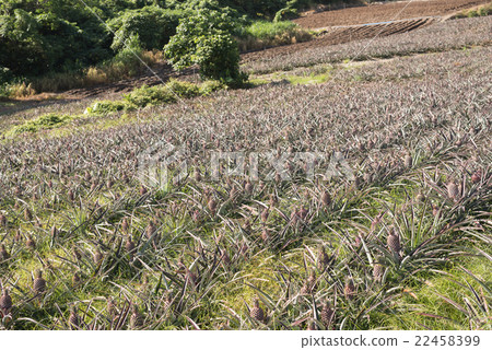 pineapple farm 22458399