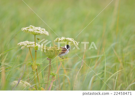 Ohjerin of Lake Sibnotsnai Ohjerin of Lake Sibnotsnai 22458471