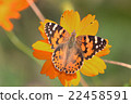 Butterfly 22458591