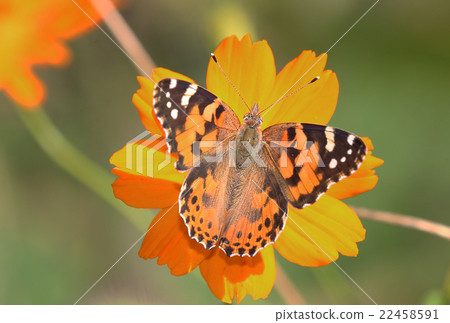 Butterfly 22458591