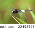 Dragonfly  22458593
