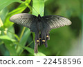 Butterfly 22458596
