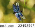 Dragonfly  22458597