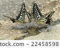 Butterfly 22458598
