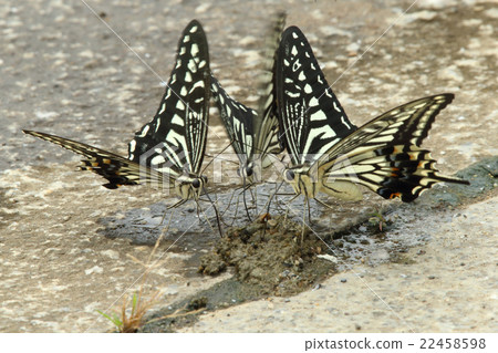 Butterfly 22458598