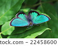 Butterfly 22458600