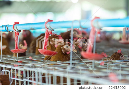 egg chicken farm 22458902