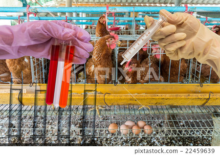 egg chicken farm with Chemical Laboratory, Hand holding the tube with test flask 22459639
