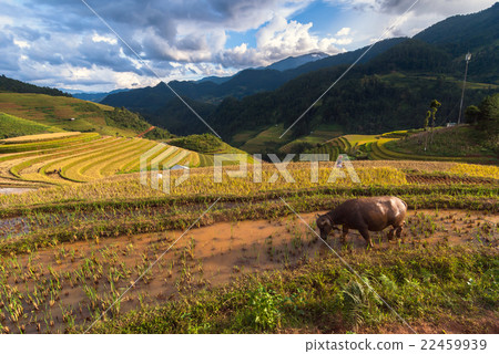 Rice fields on terraced of mu cang chai District with buffalo and vietnamese Hmong farmer, YenBai province, Northwest Vietnam Rice fields on terraced of mu cang chai District with buffalo and vietnamese Hmong farmer, YenBai province, Northwest Vietnam 22459939