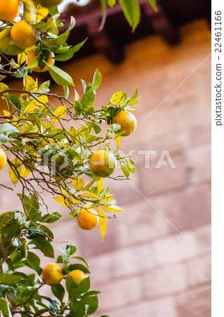 orange tree 22461166