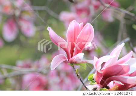 Magnolia Magnolia 22461275