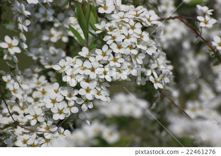 Yukiyanagi Yukiyanagi 22461276