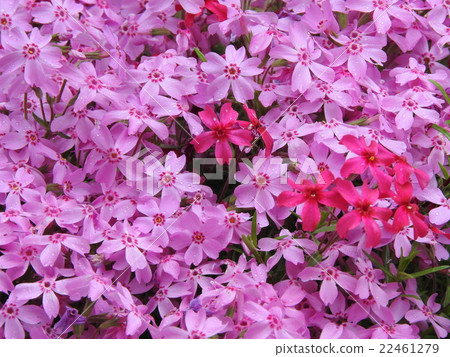 Shibazakura 22461279