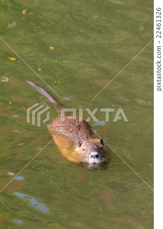 游泳海狸鼠 游泳海狸鼠 22461326