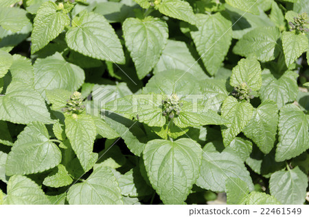 丹參幼苗 22461549